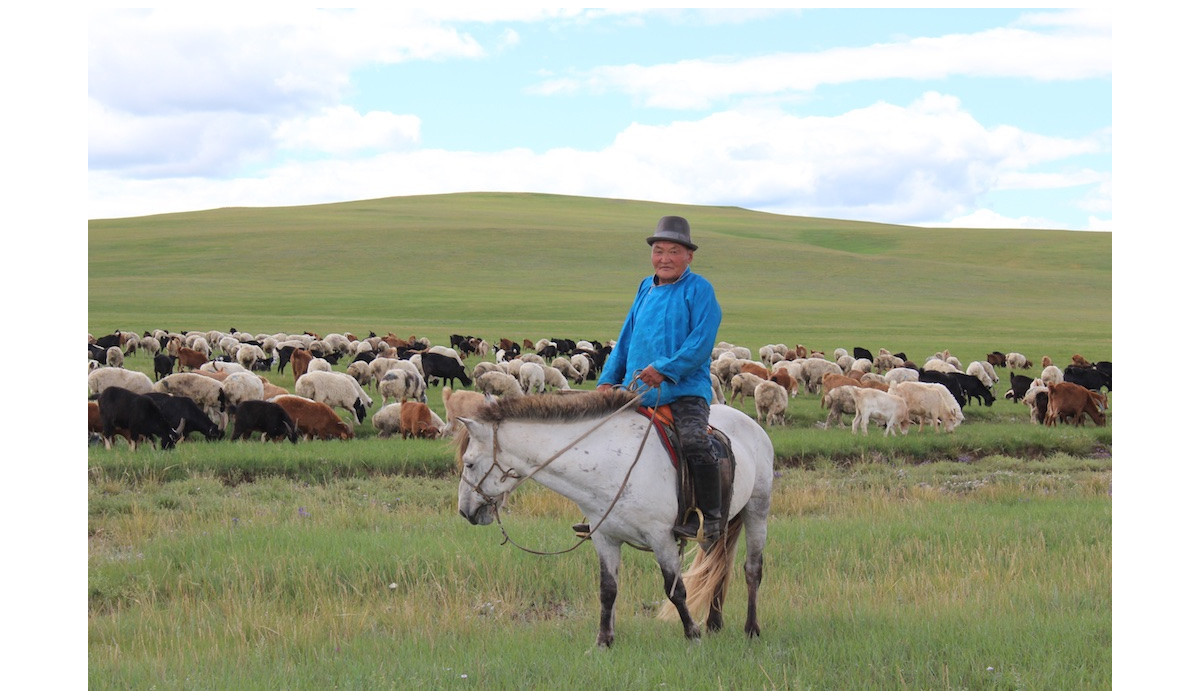 Le producteur du cachemire de la steppe