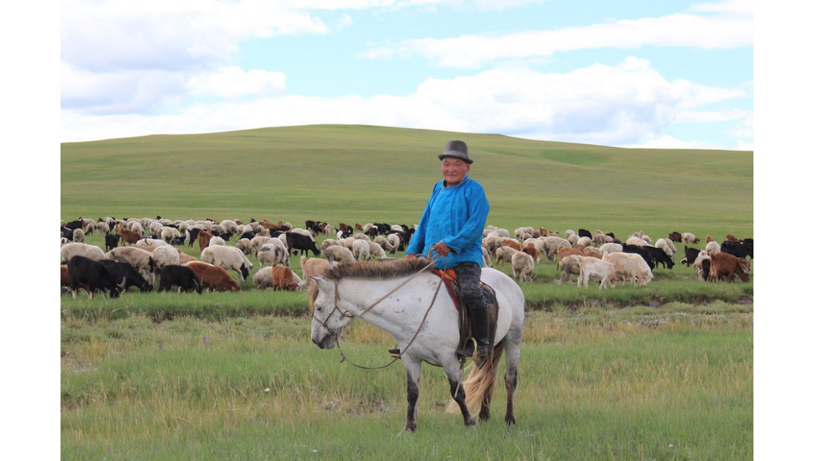 Le producteur du cachemire de la steppe